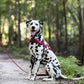 Wine/Maroon Dog Roading Harness
