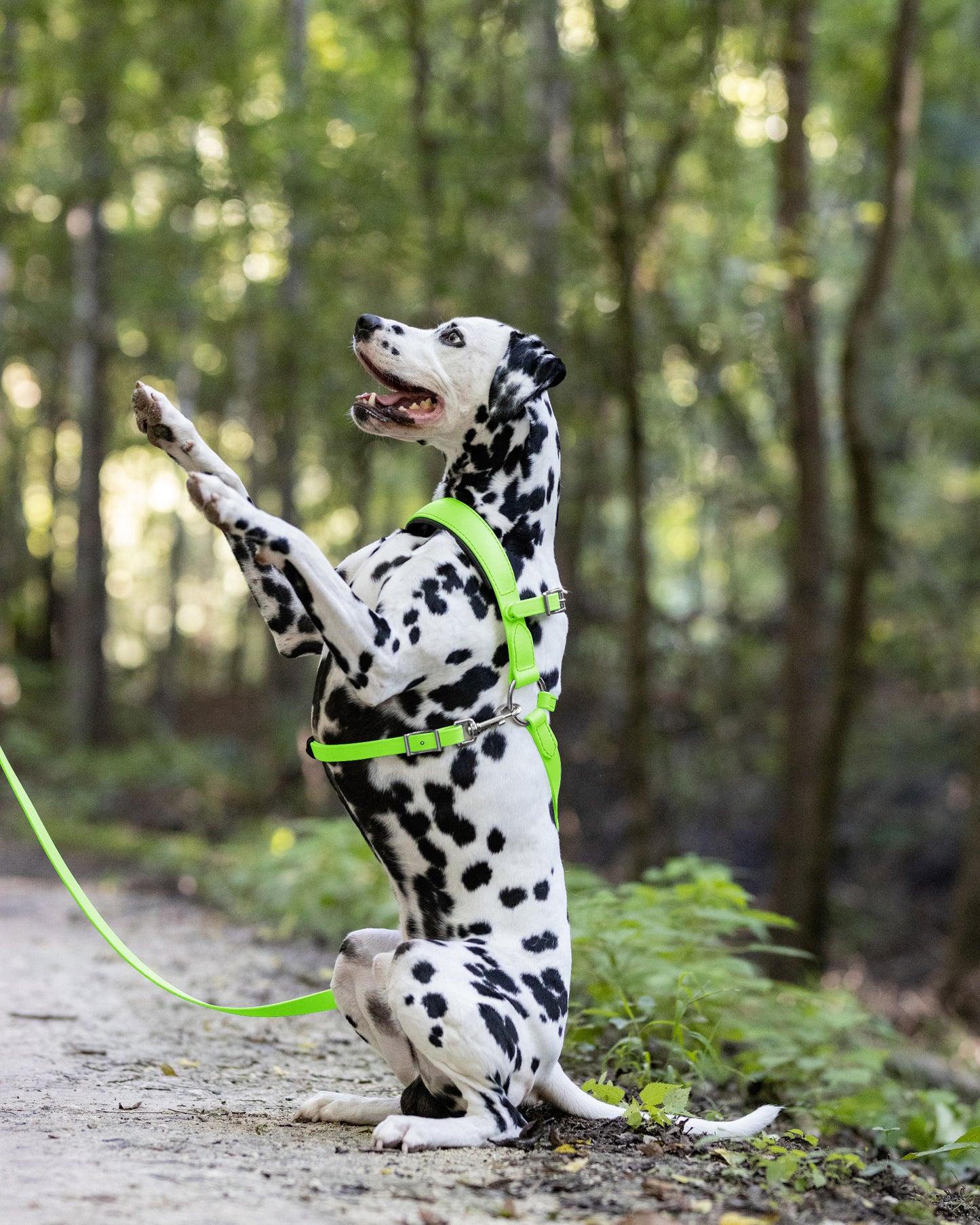 Apple Green Dog Roading Harness