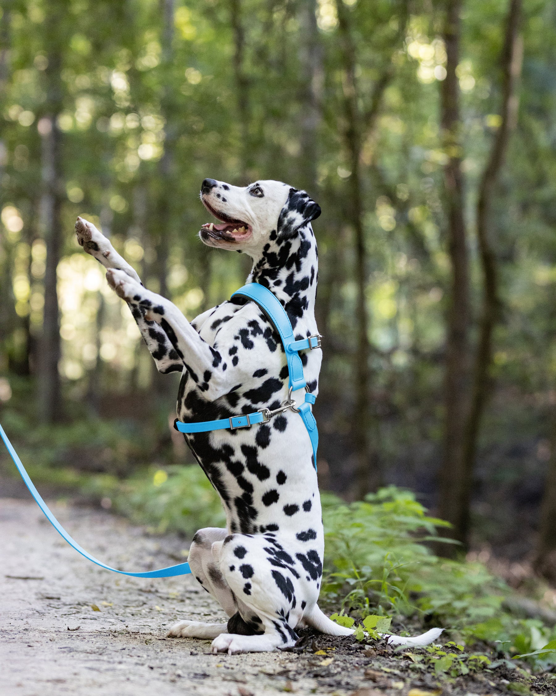 Baby blue 2024 dog harness