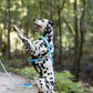 Baby Blue Dog Roading Harness