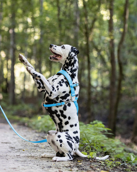 Baby Blue Dog Roading Harness