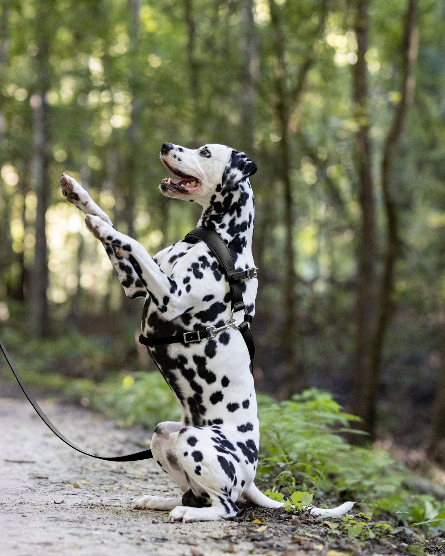 Black Dog Roading Harness