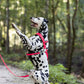 Bubblegum Pink Dog Roading Harness