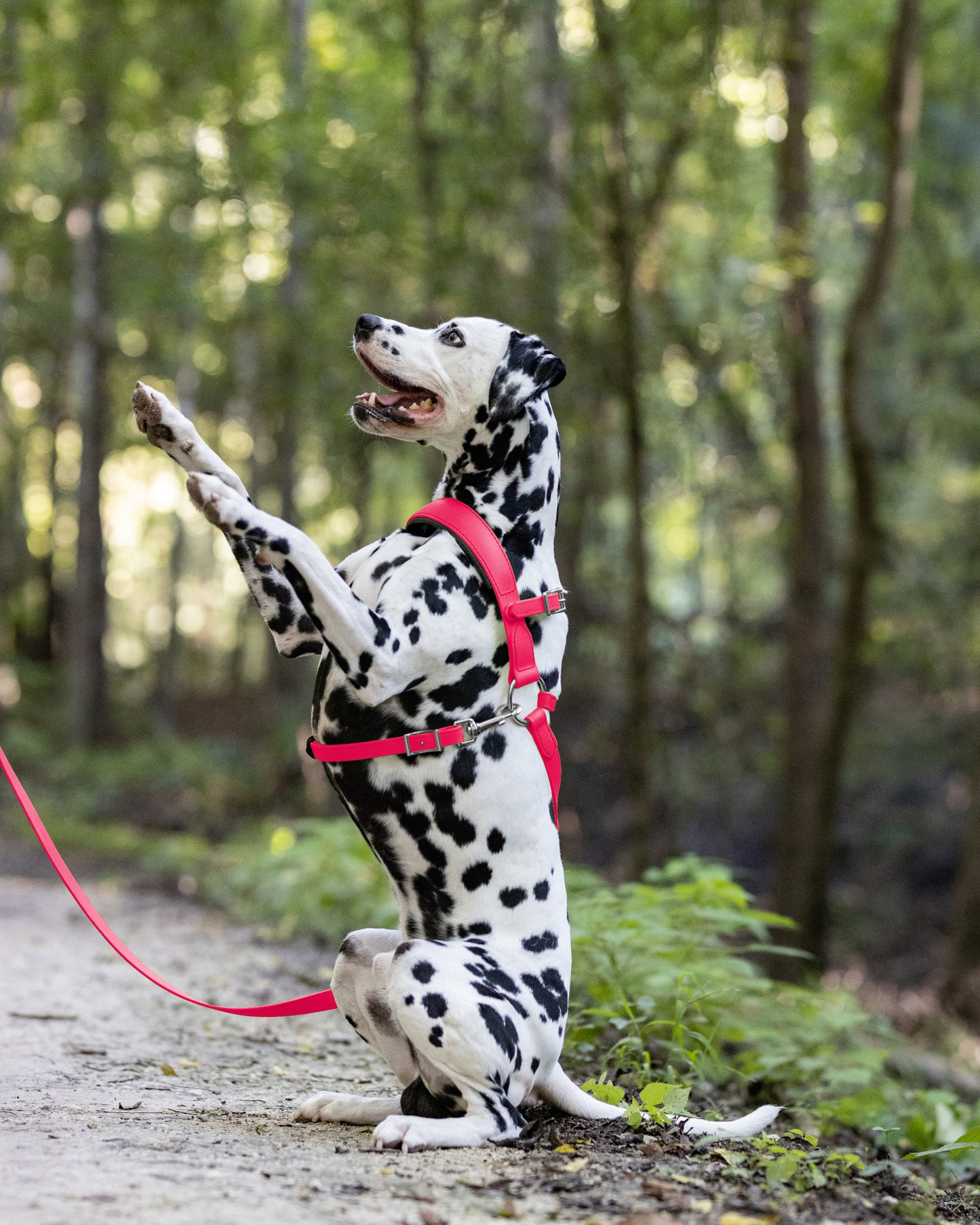 Bubblegum Pink Dog Roading Harness