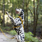 Gold Dog Roading Harness