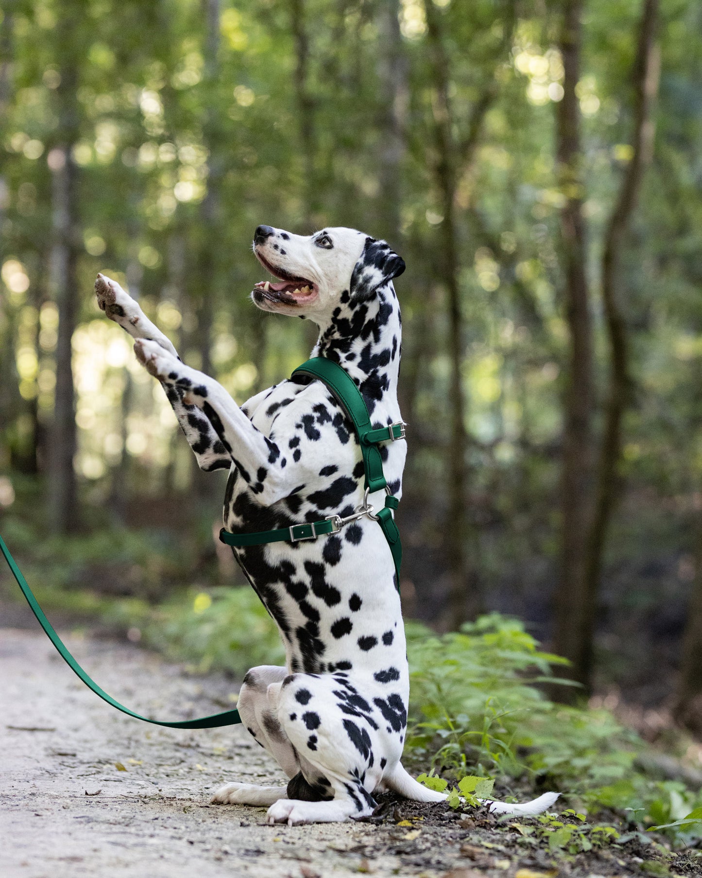 Hunter Green Dog Roading Harness