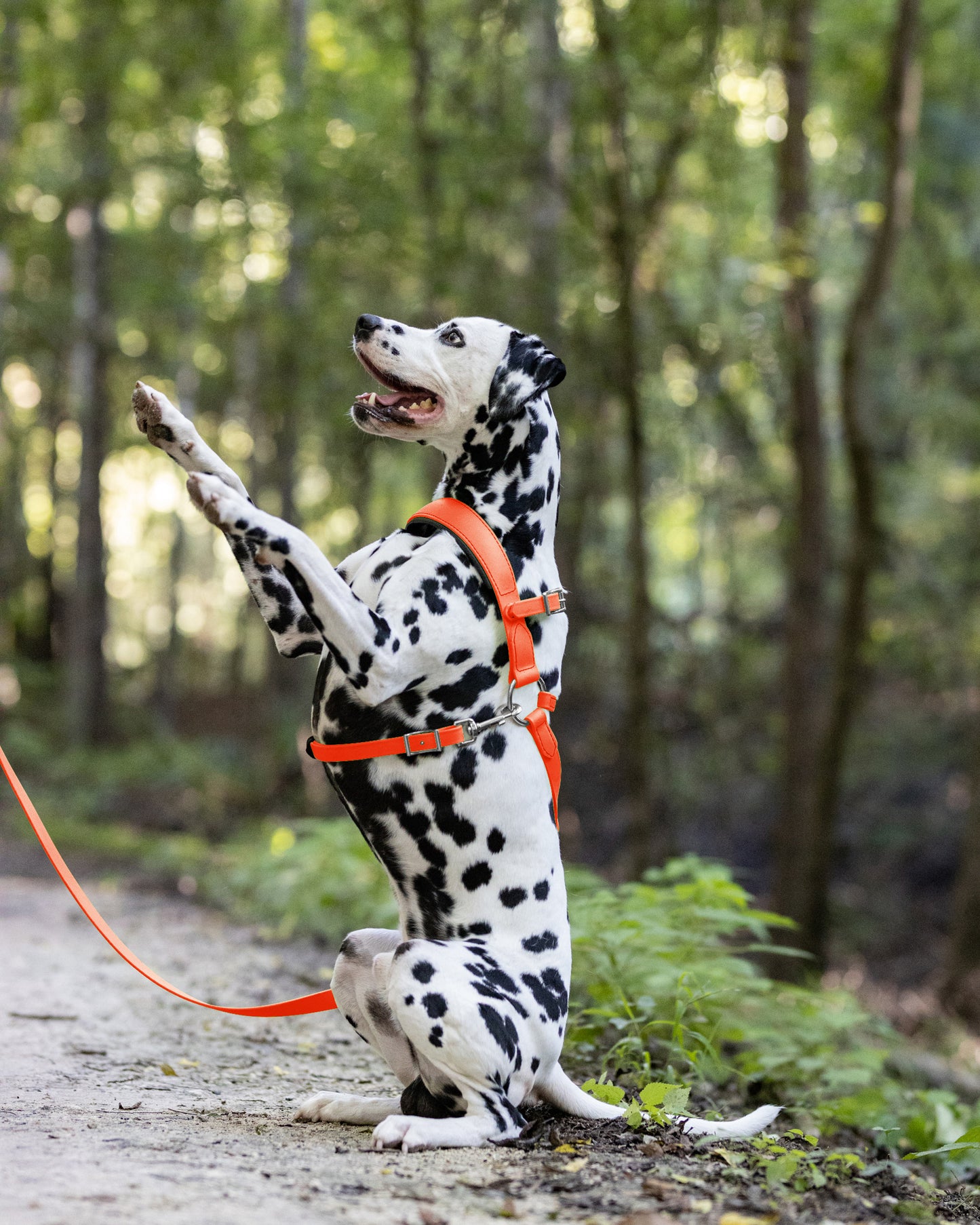 Hunter's Orange Dog Roading Harness