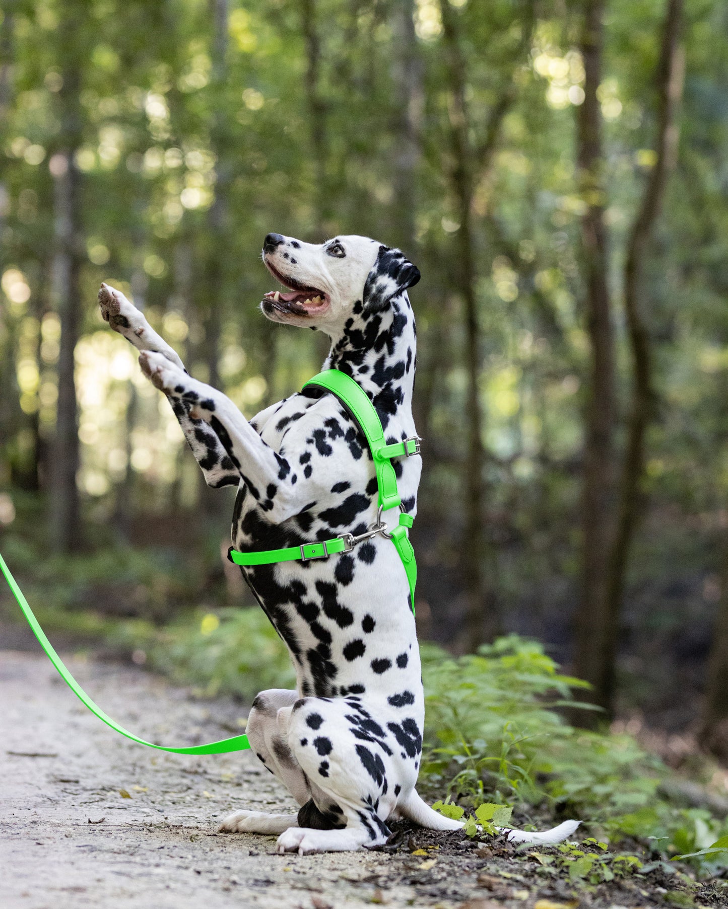 Lime Green Dog Roading Harness