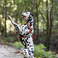 Medium Brown Dog Roading Harness