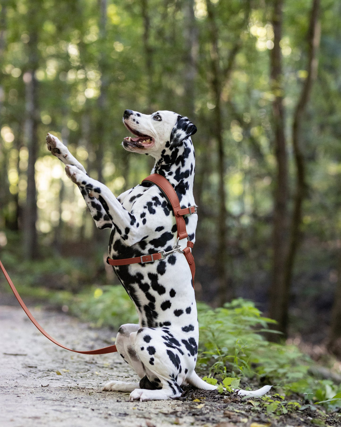 Medium Brown Dog Roading Harness