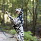 Navy Blue Dog Roading Harness