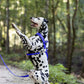 Royal Blue Dog Roading Harness
