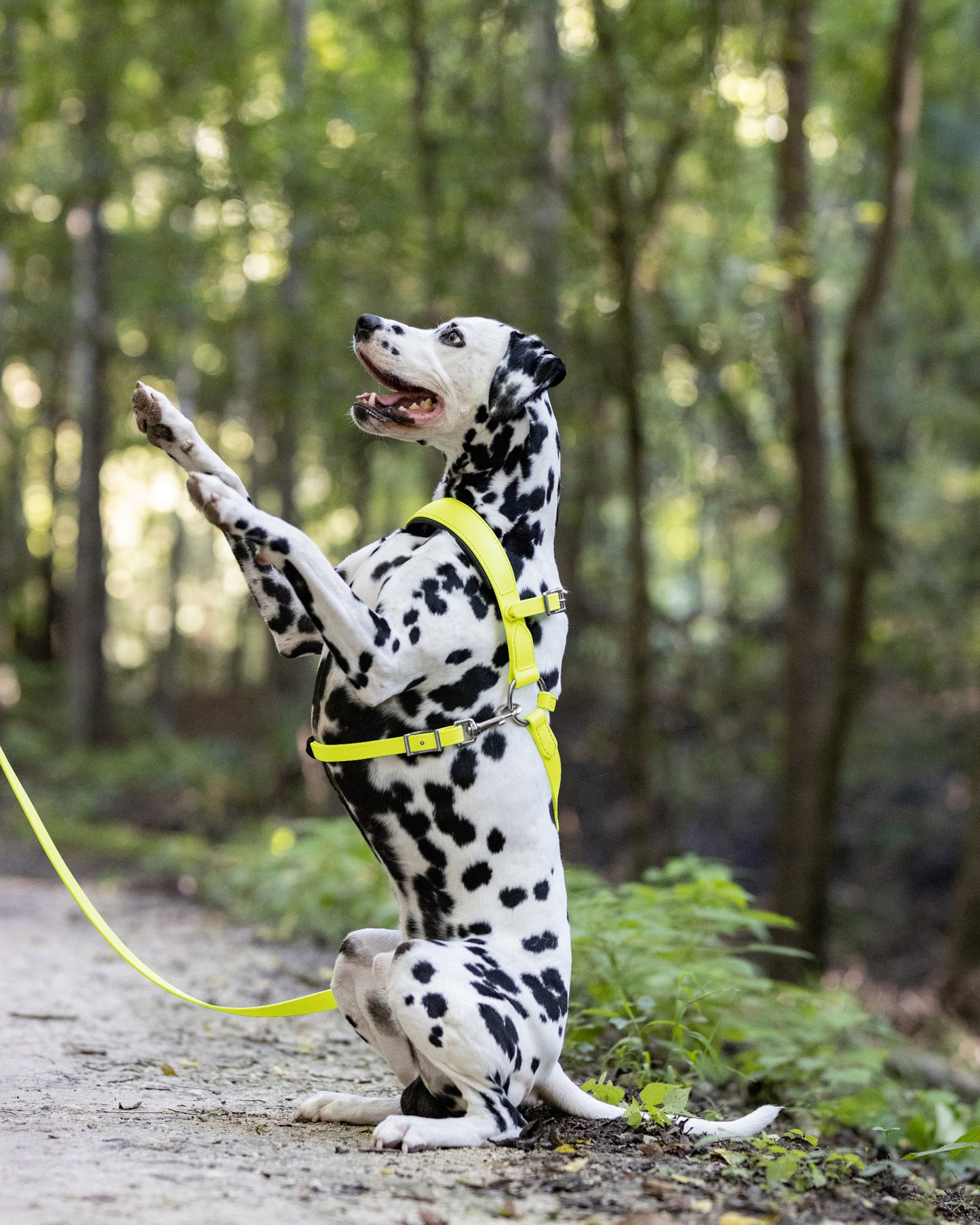 Safety Yellow Dog Roading Harness