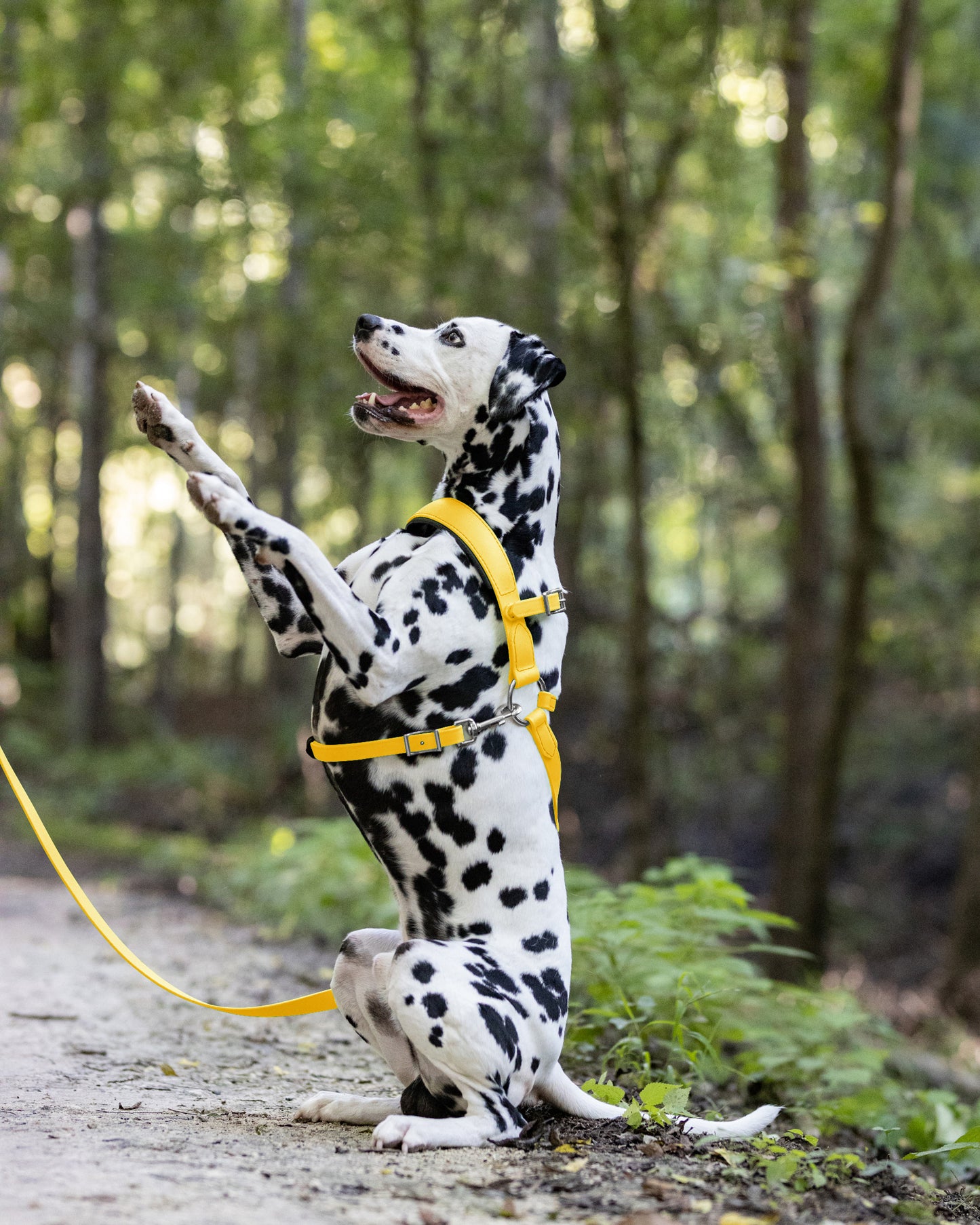 Sunflower Yellow Dog Roading Harness