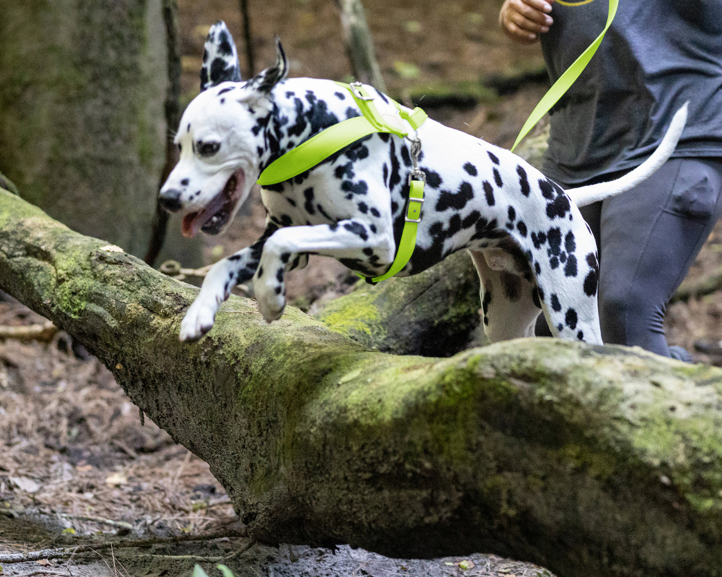 Apple Green Dog Roading Harness