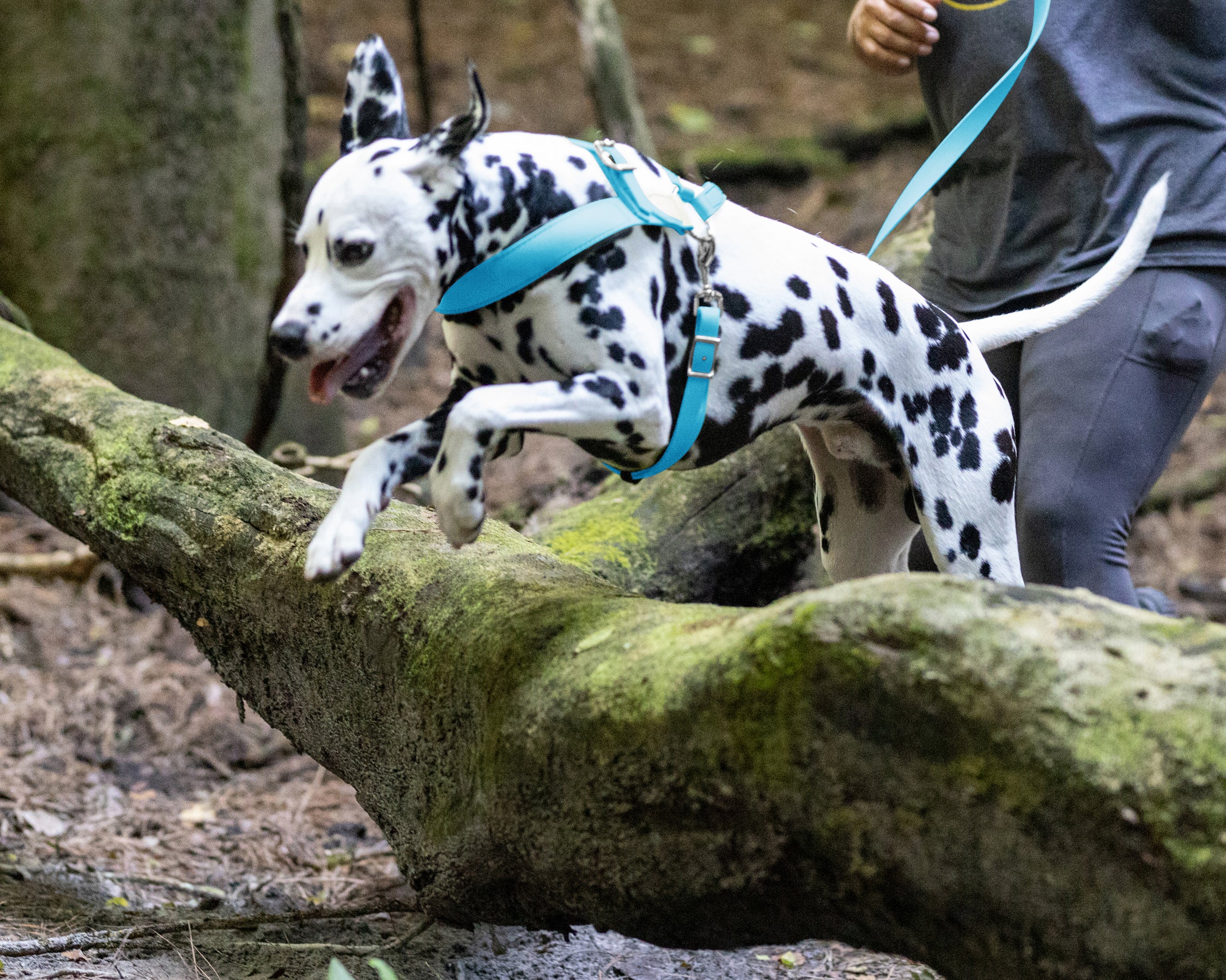 Baby blue dog outlet harness