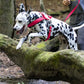 Bubblegum Pink Dog Roading Harness