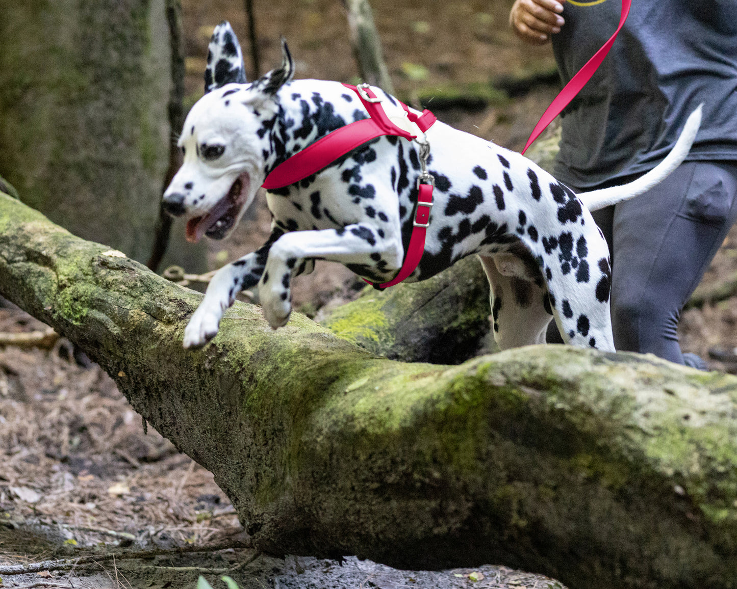 Bubblegum Pink Dog Roading Harness