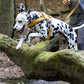 Gold Dog Roading Harness