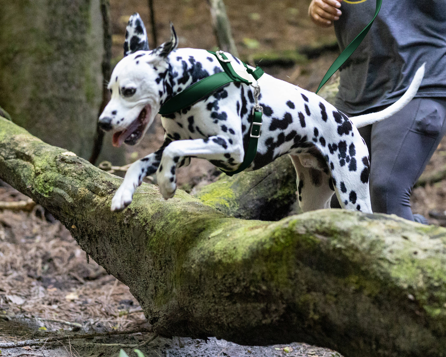 Hunter Green Dog Roading Harness