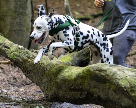 Hunter Green Dog Roading Harness