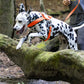 Hunter's Orange Dog Roading Harness