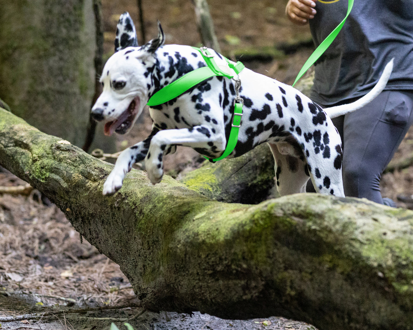 Lime Green Dog Roading Harness