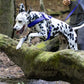Royal Blue Dog Roading Harness