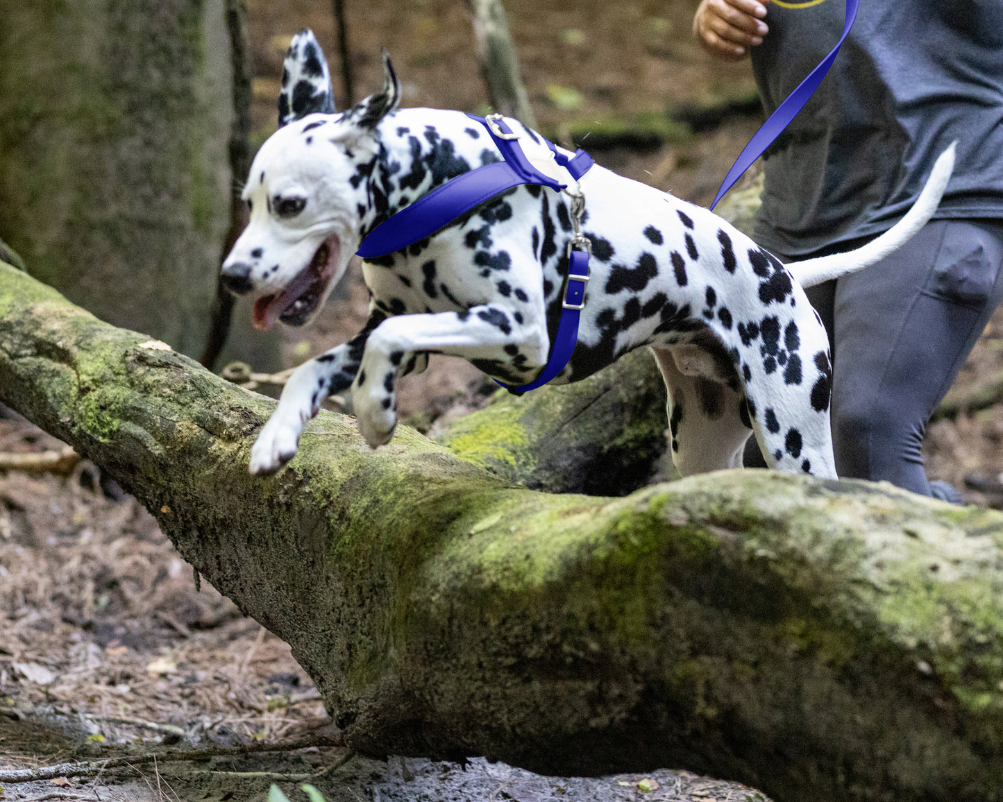 Royal Blue Dog Roading Harness