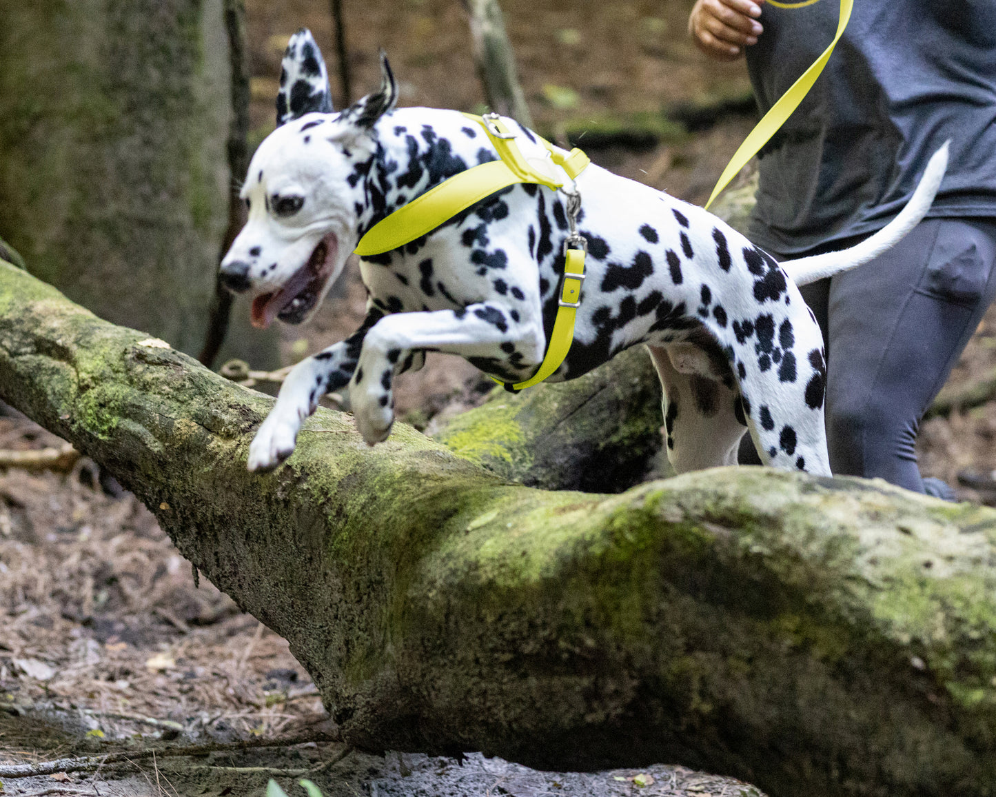 Safety Yellow Dog Roading Harness