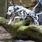White Dog Roading Harness
