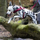 Wine/Maroon Dog Roading Harness