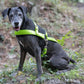 Apple Green Dog Roading Harness