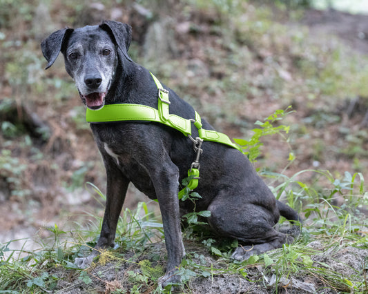 Apple Green Dog Roading Harness