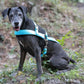 Baby Blue Dog Roading Harness