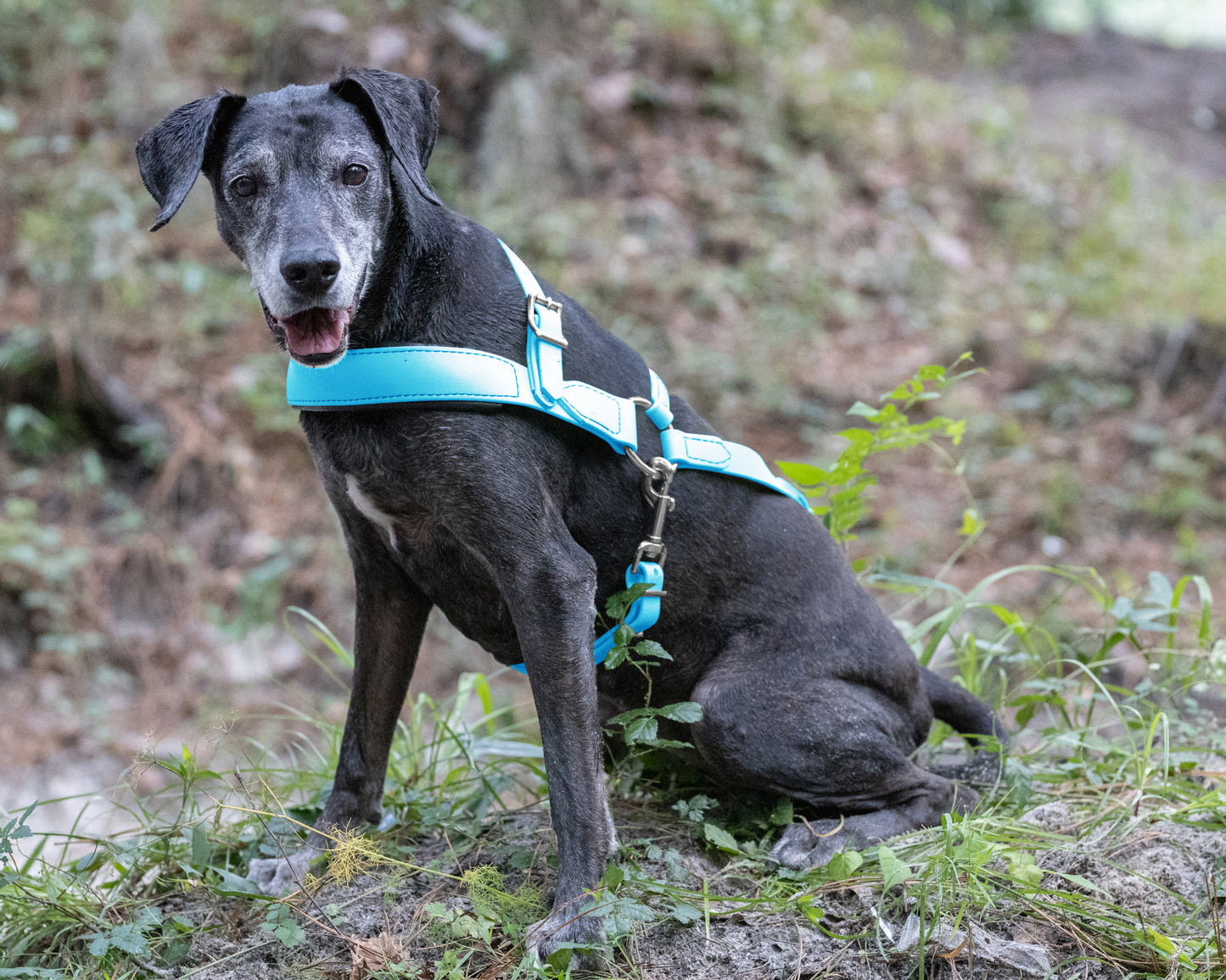 Baby Blue Dog Roading Harness