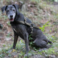 Black Dog Roading Harness