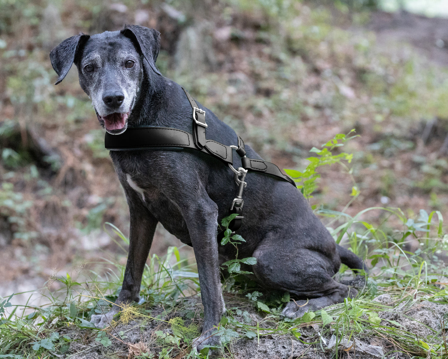 Black Dog Roading Harness