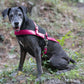 Bubblegum Pink Dog Roading Harness