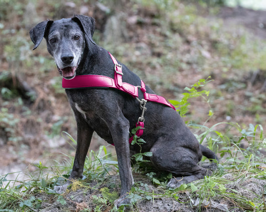 Bubblegum Pink Dog Roading Harness