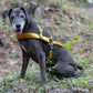 Gold Dog Roading Harness