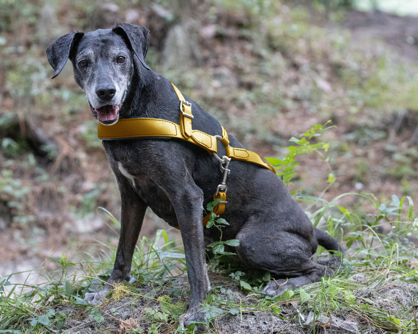 Gold Dog Roading Harness