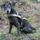 Gray Dog Roading Harness