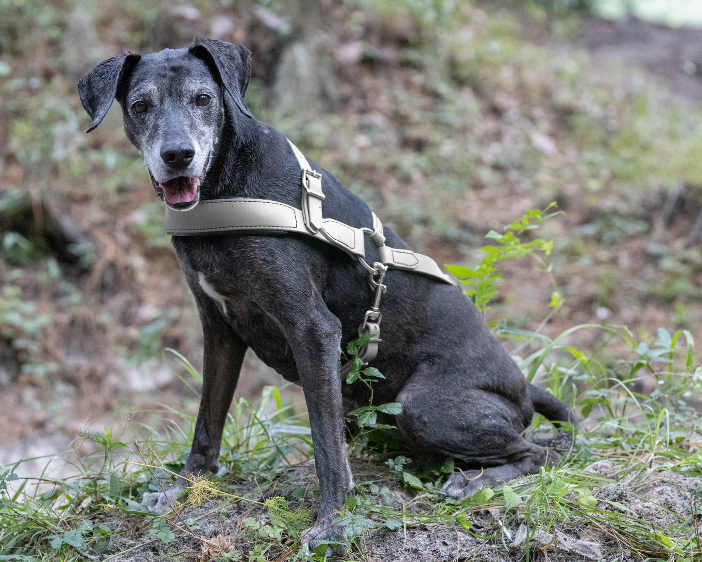 Gray Dog Roading Harness