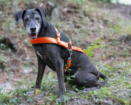 Hunter's Orange Dog Roading Harness