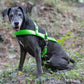 Lime Green Dog Roading Harness