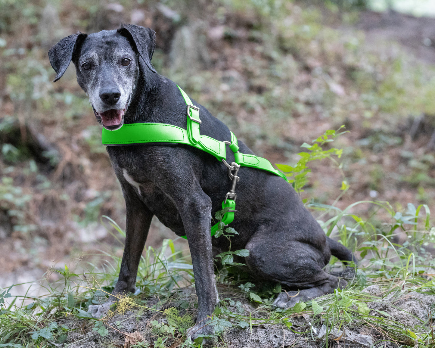 Lime Green Dog Roading Harness