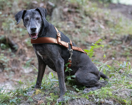 Medium Brown Dog Roading Harness