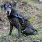Navy Blue Dog Roading Harness