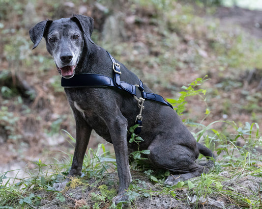 Navy Blue Dog Roading Harness